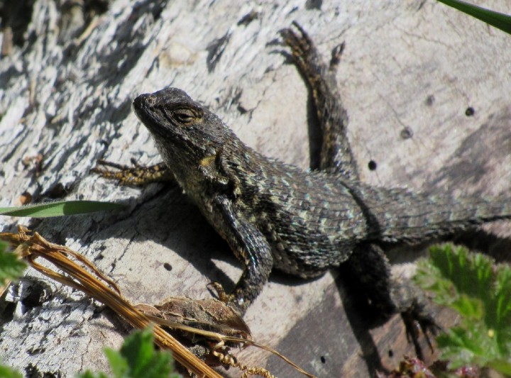 Western Fence Lizard